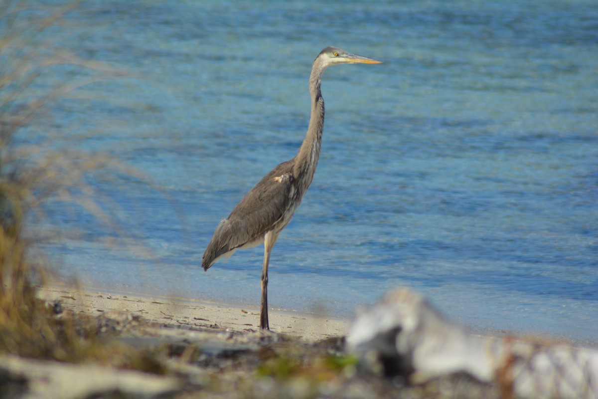 Great Blue Heron - ML135921021