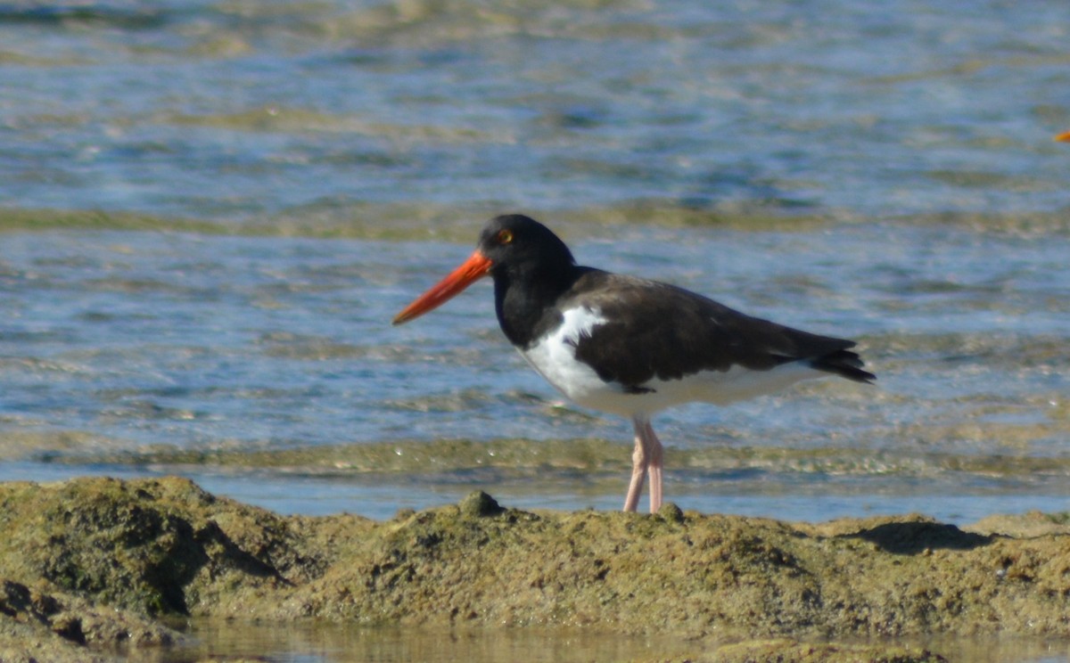 American Oystercatcher - ML135921041