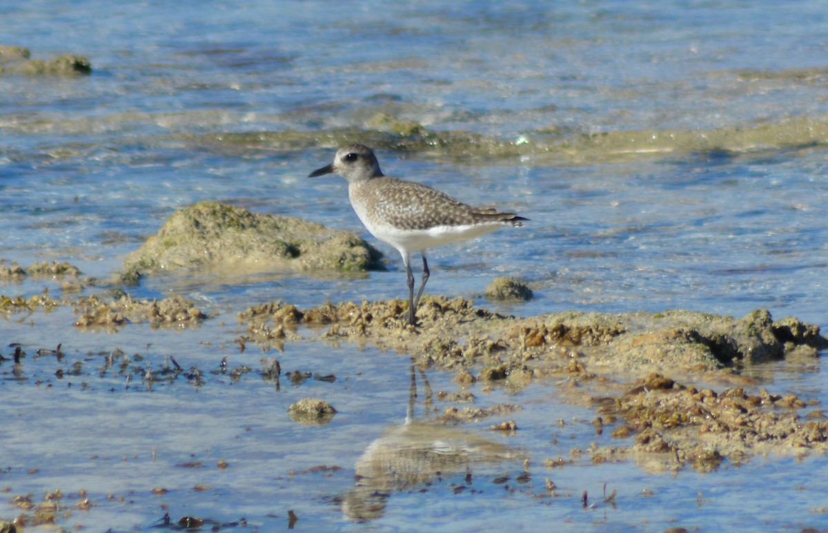 Black-bellied Plover - ML135921171