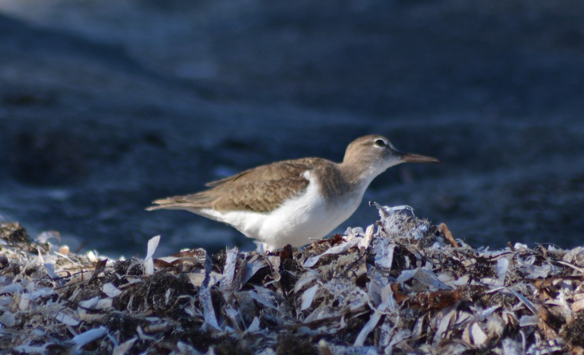 Spotted Sandpiper - ML135921191