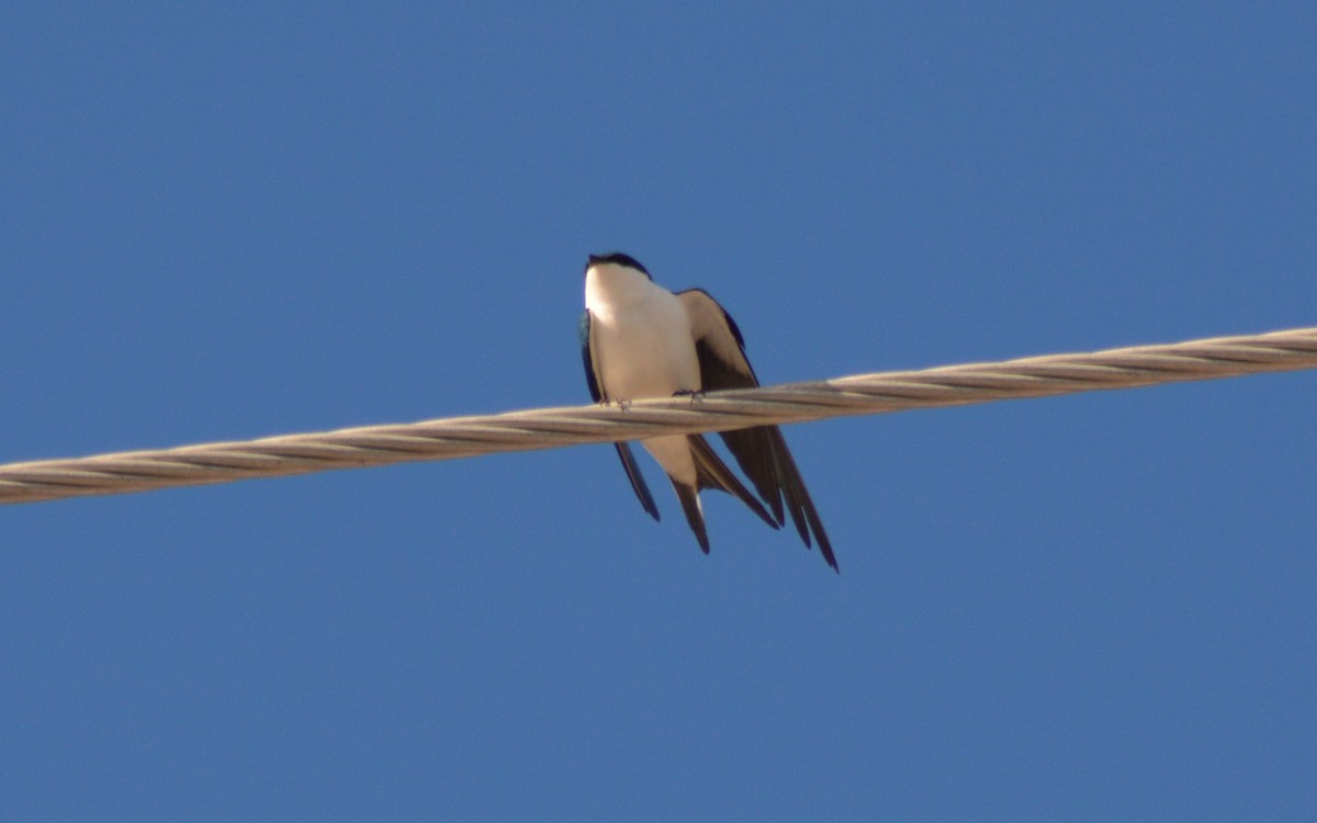 Bahama Swallow - ML135921291