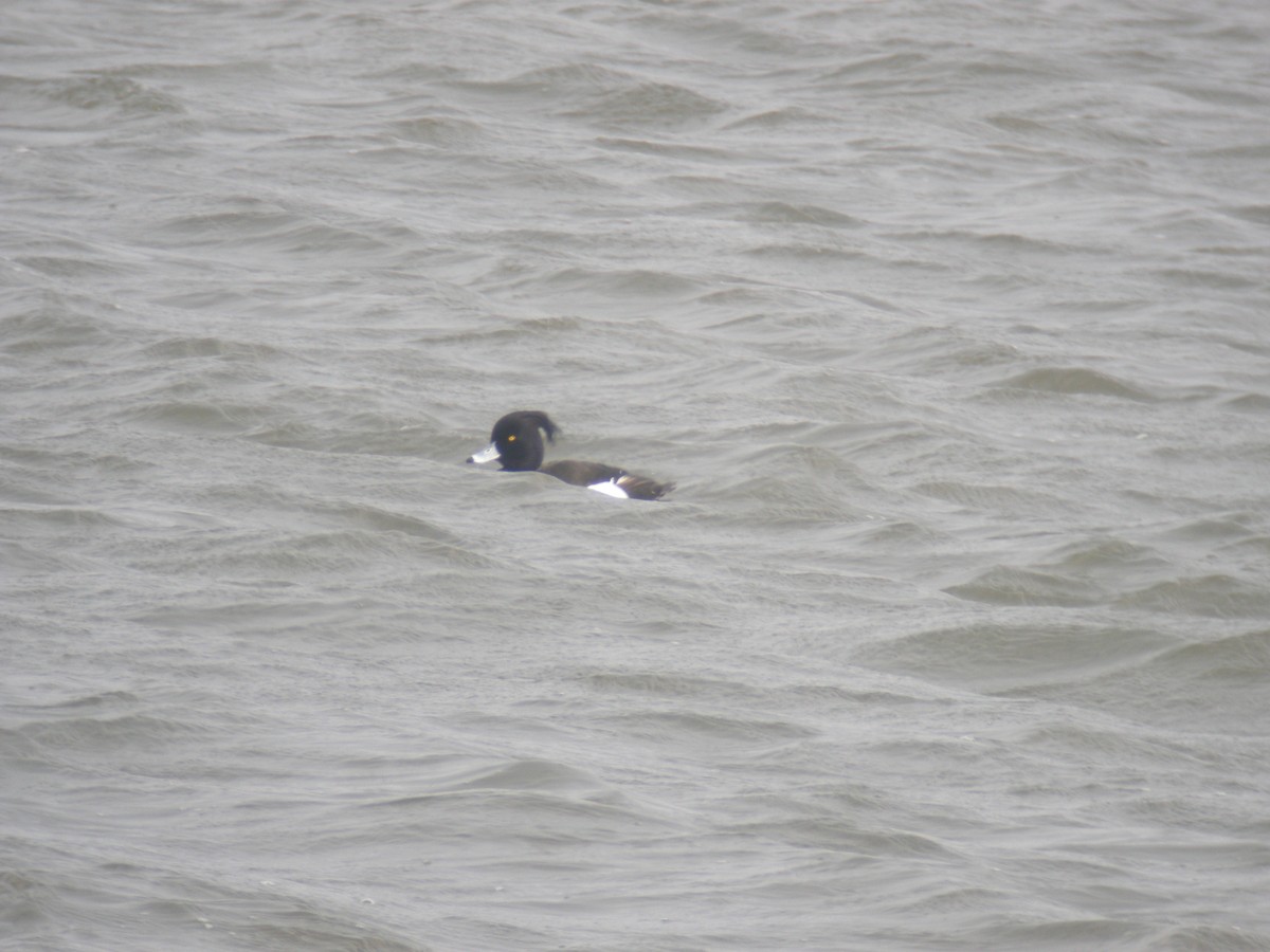 Tufted Duck - Kurt Schwarz