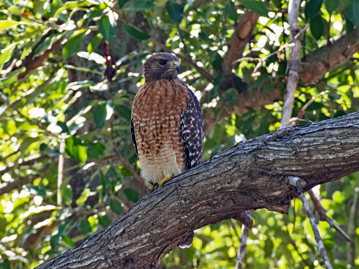 Red-shouldered Hawk - ML135924381