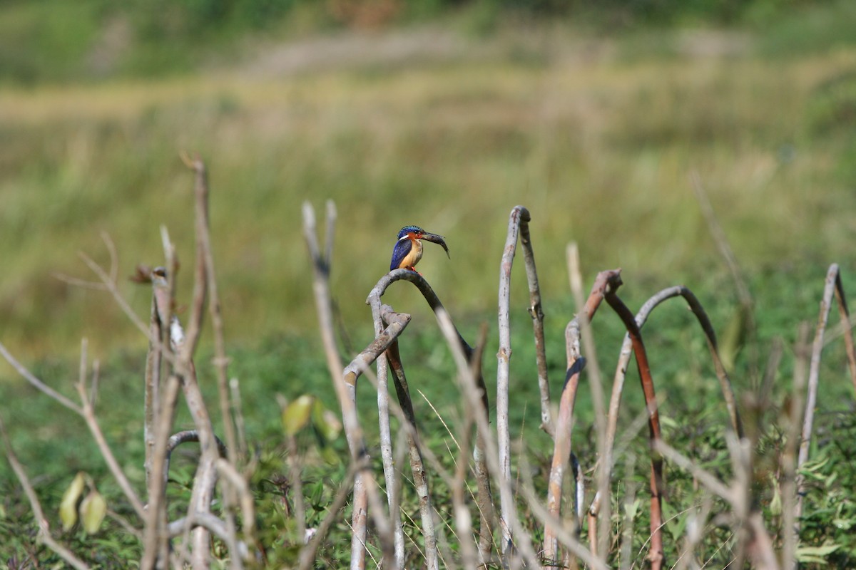 Malagasy Kingfisher - Pam Rasmussen