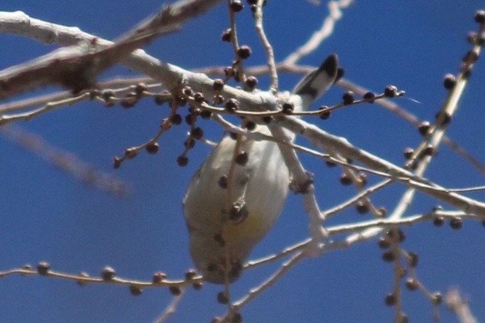 Lawrence's Goldfinch - ML135925151