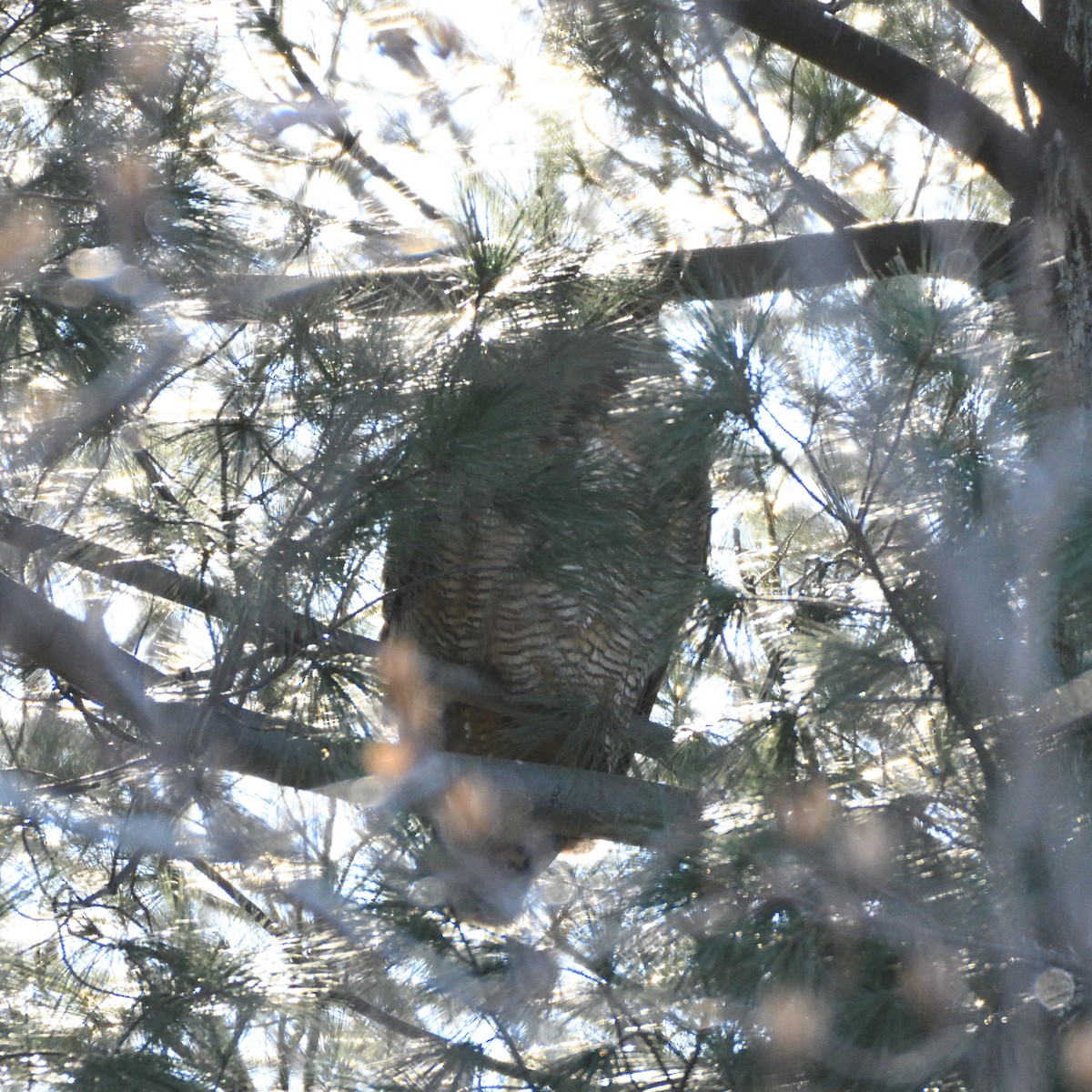 Great Horned Owl - Joe Girgente