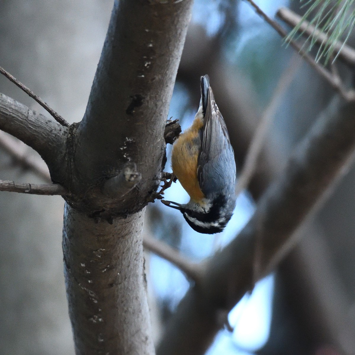 Red-breasted Nuthatch - ML135925961