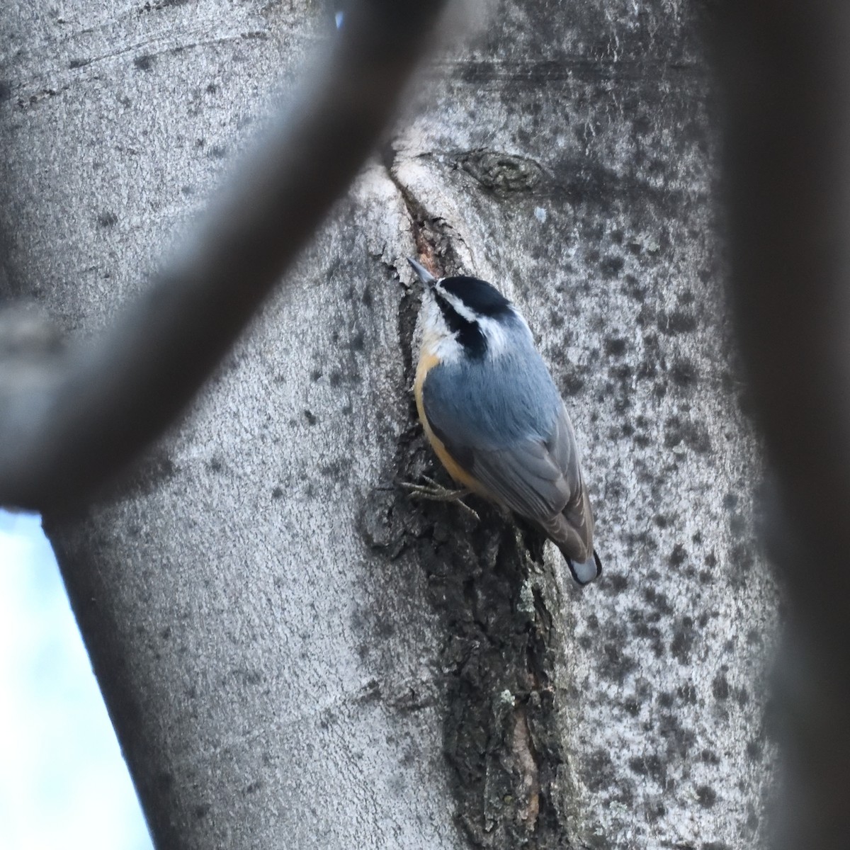 Red-breasted Nuthatch - ML135925971