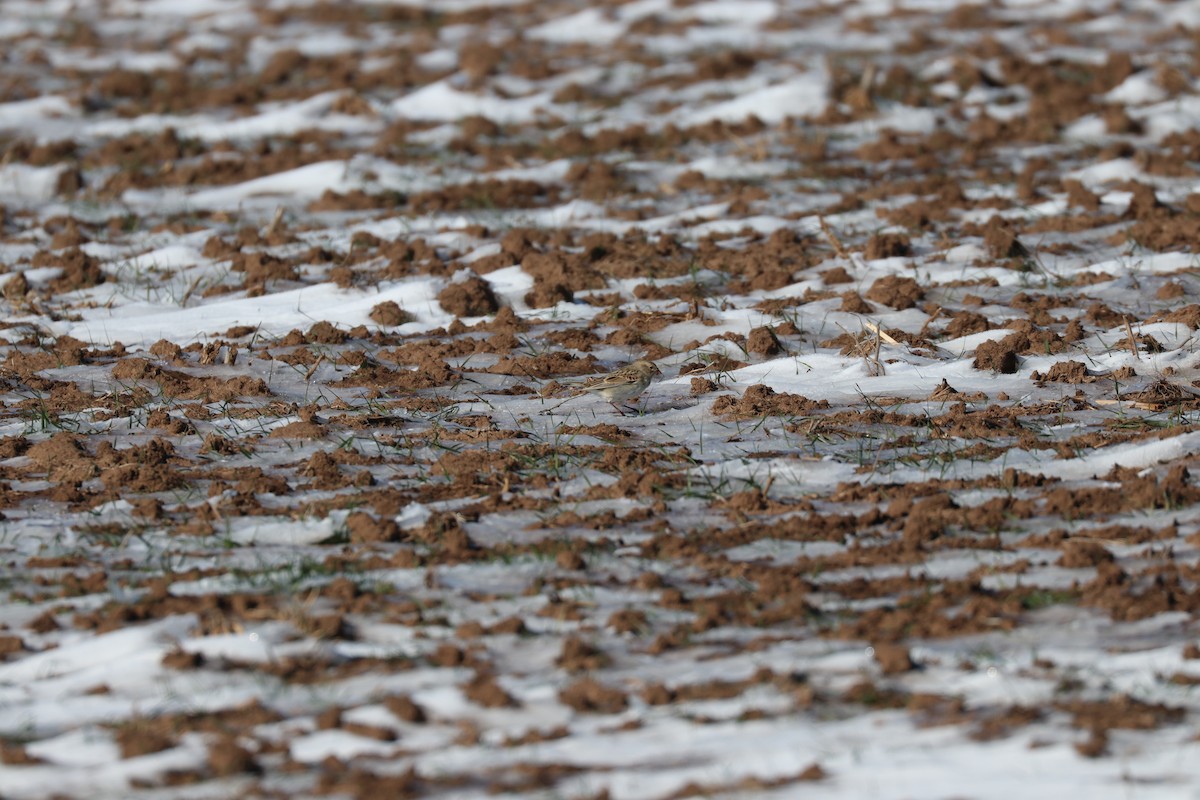 Thick-billed Longspur - ML135926251