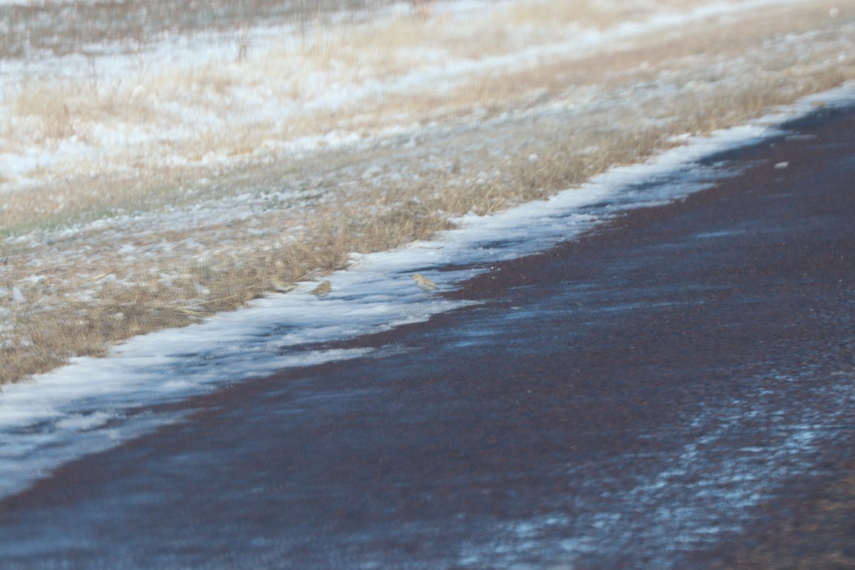 Thick-billed Longspur - ML135927721