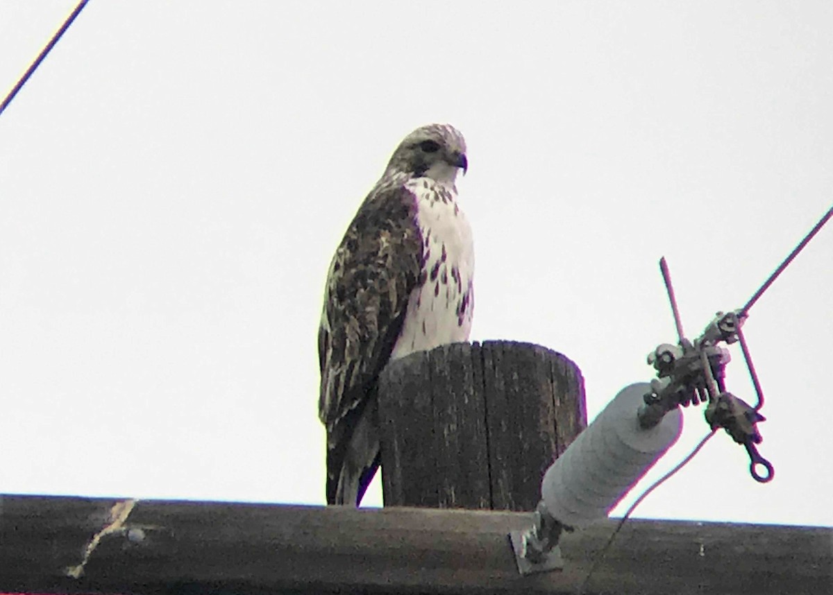 Red-tailed Hawk (Harlan's) - ML135927841