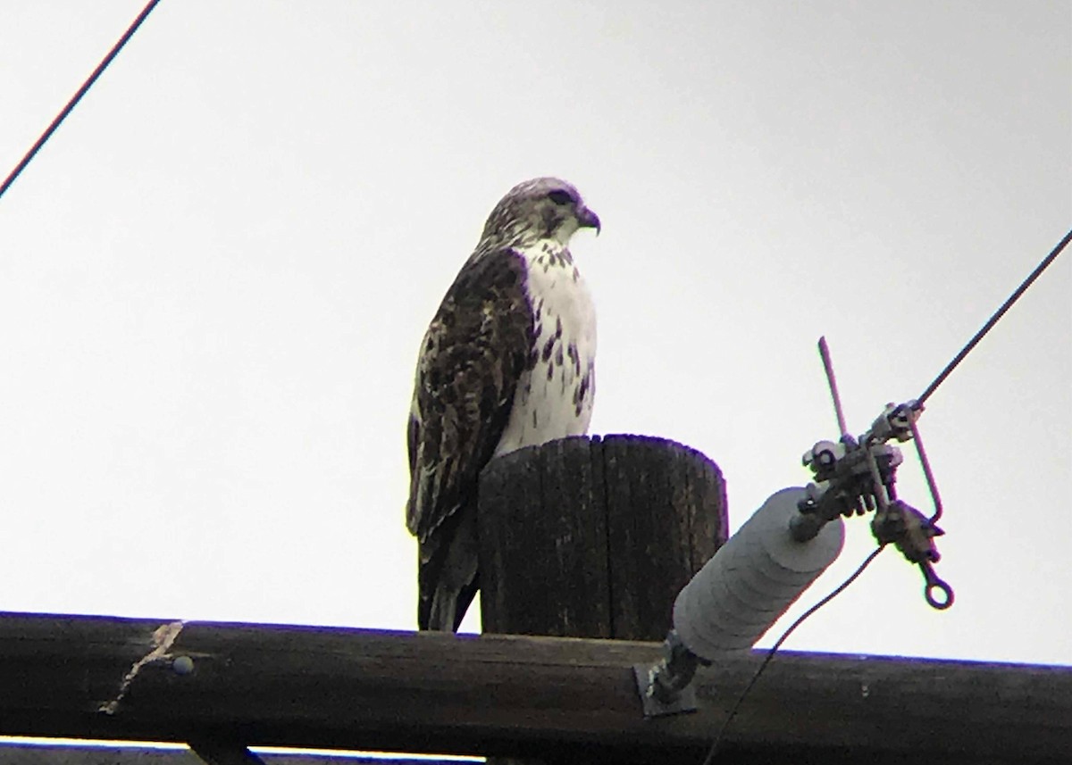 Red-tailed Hawk (Harlan's) - ML135927871