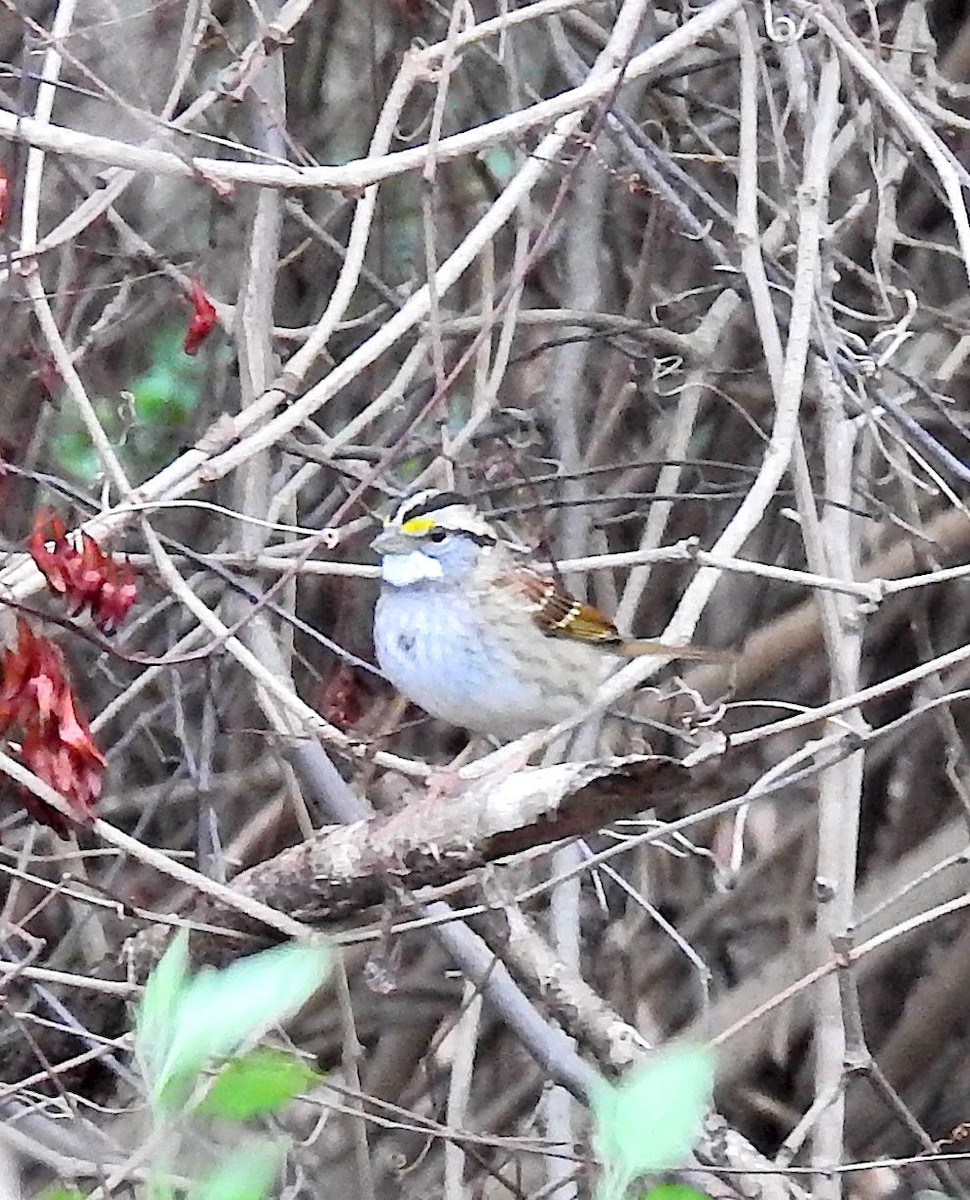 White-throated Sparrow - ML135928071