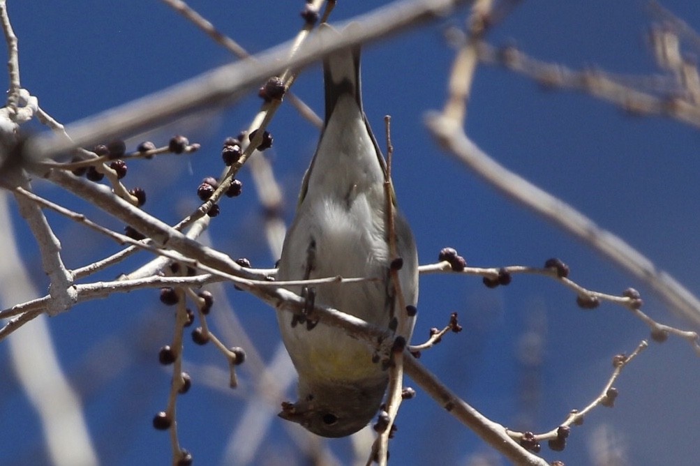 Lawrence's Goldfinch - ML135928111