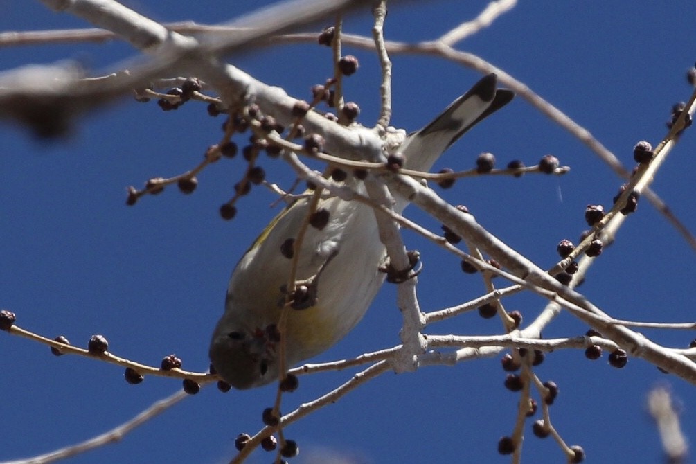 Lawrence's Goldfinch - ML135928121