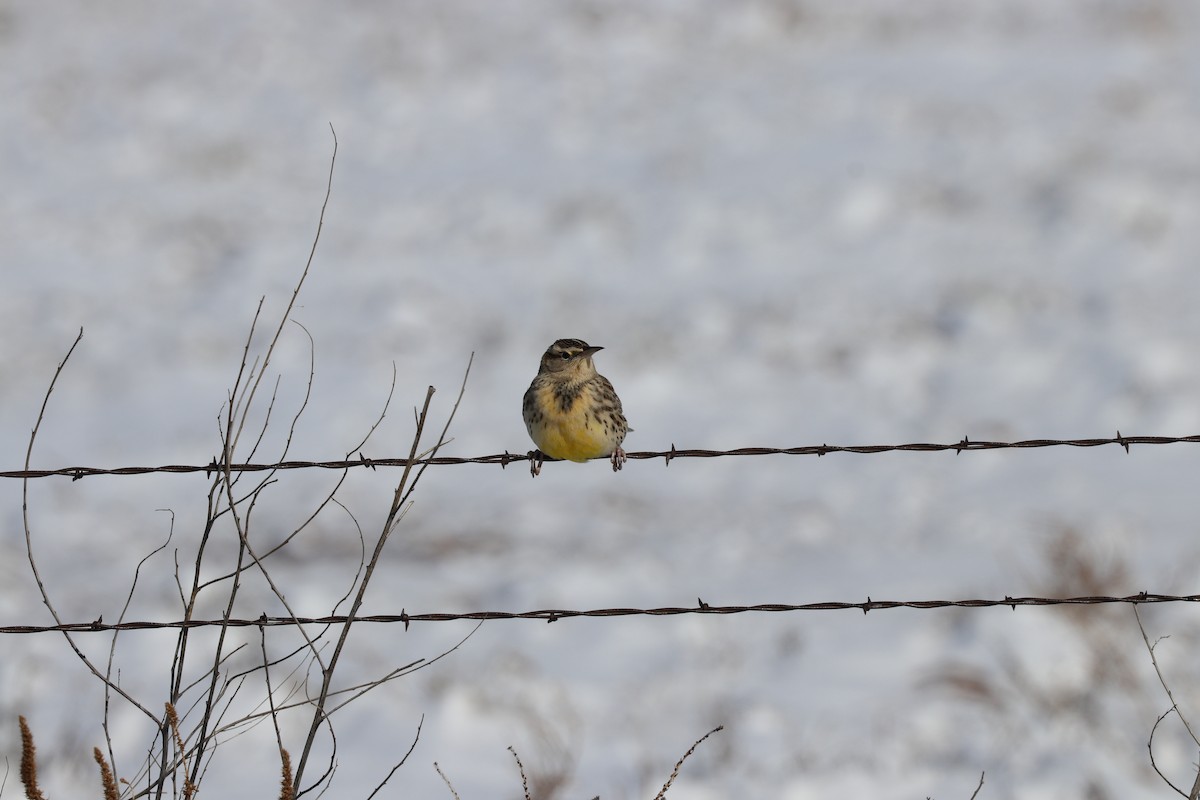 Western Meadowlark - ML135928131