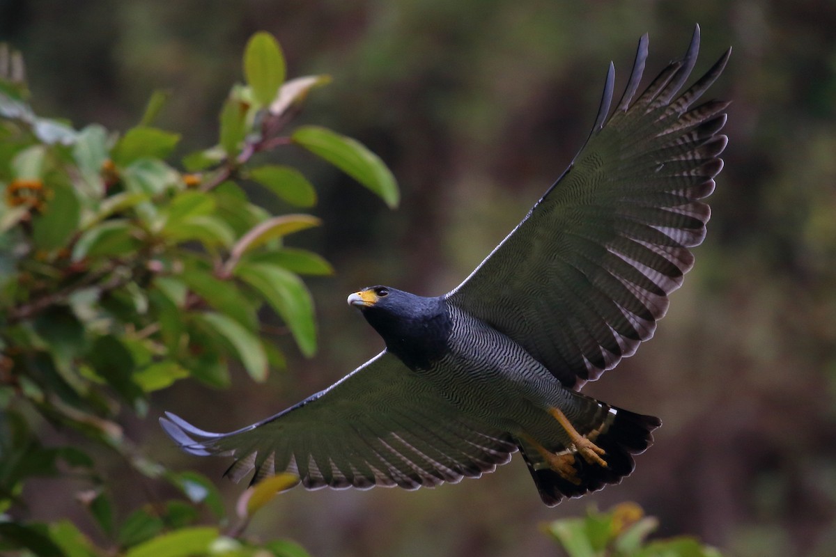 Barred Hawk - ML135928171