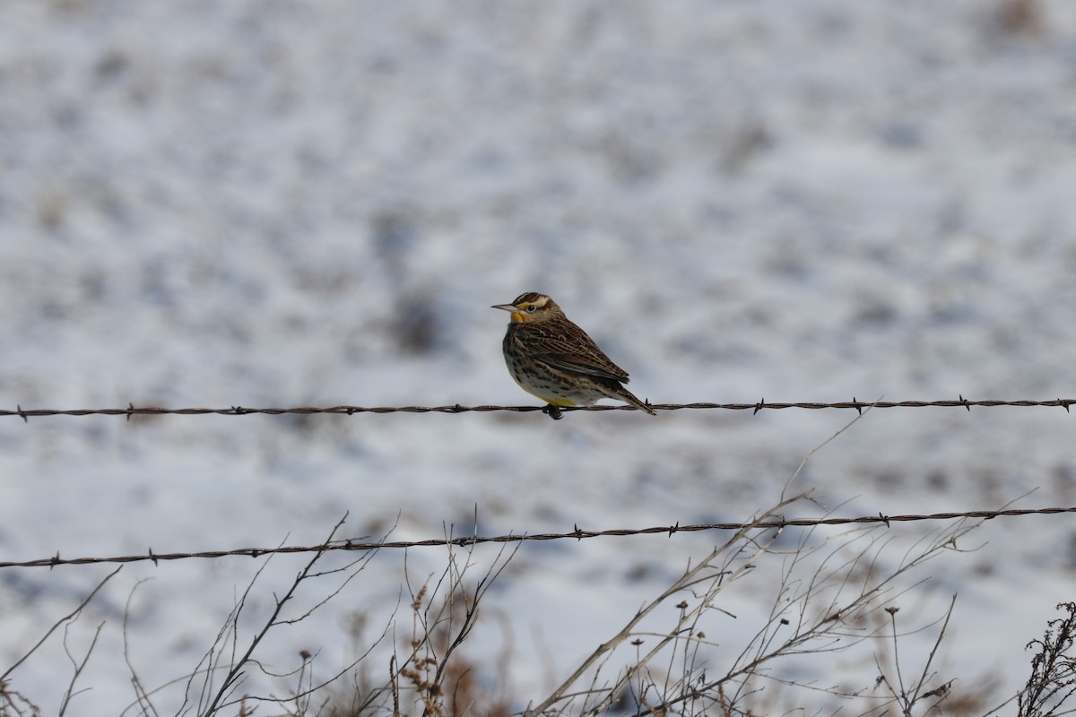 Western Meadowlark - ML135928201