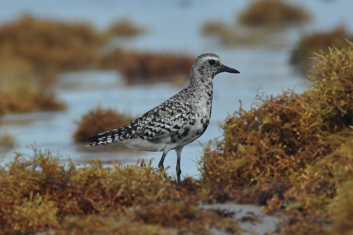 Black-bellied Plover - Ethan Chaffee