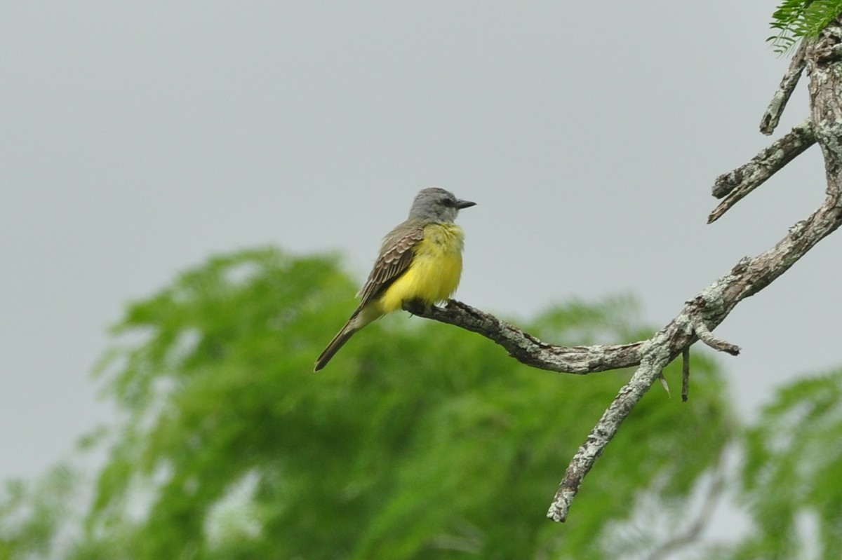 Couch's Kingbird - Ethan Chaffee