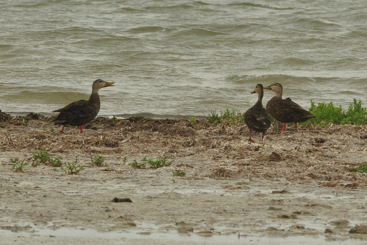 Mottled Duck - Ethan Chaffee