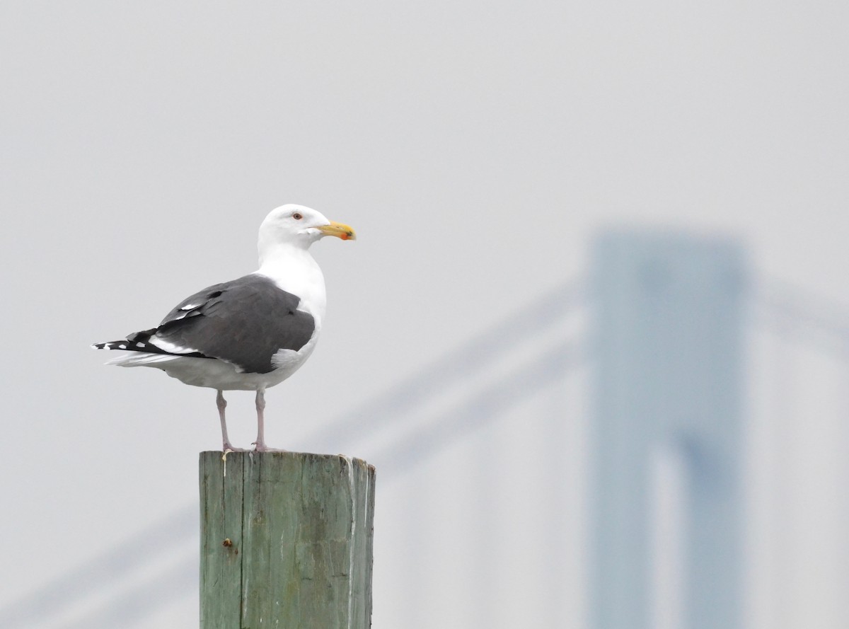 Great Black-backed Gull - ML135928901