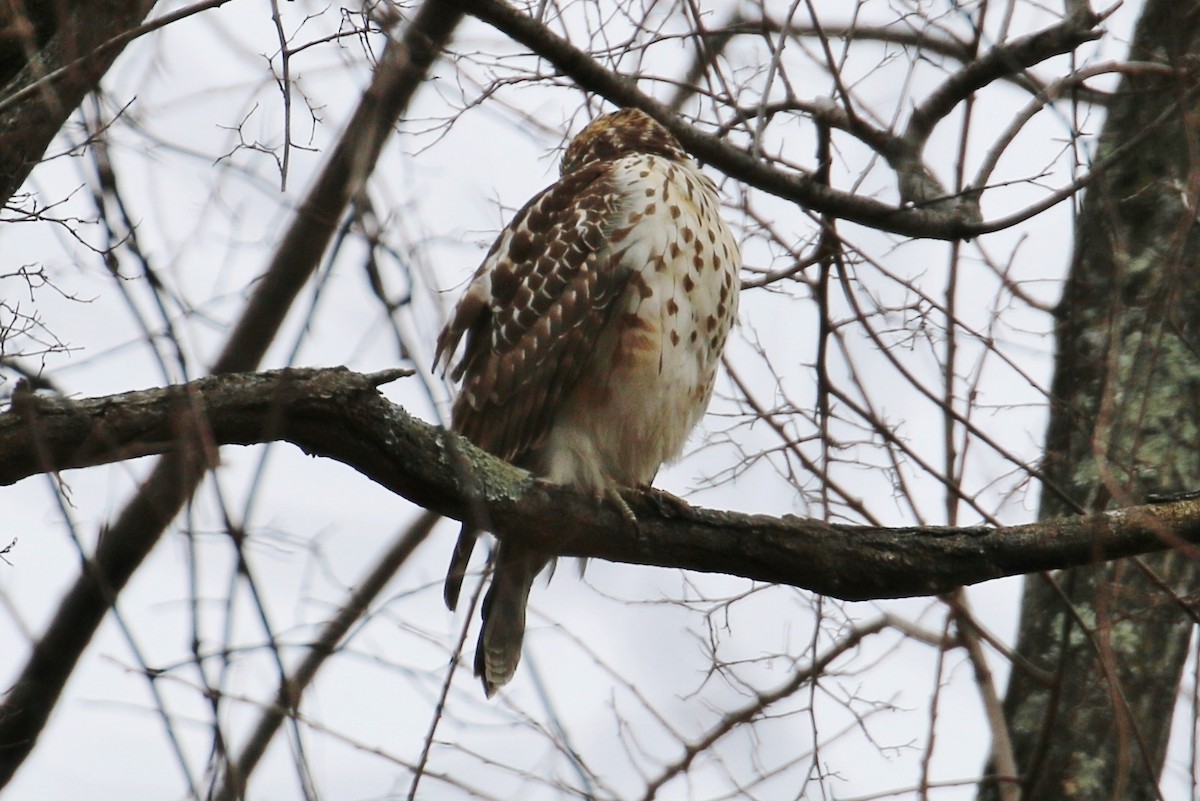 Red-shouldered Hawk - ML135928941