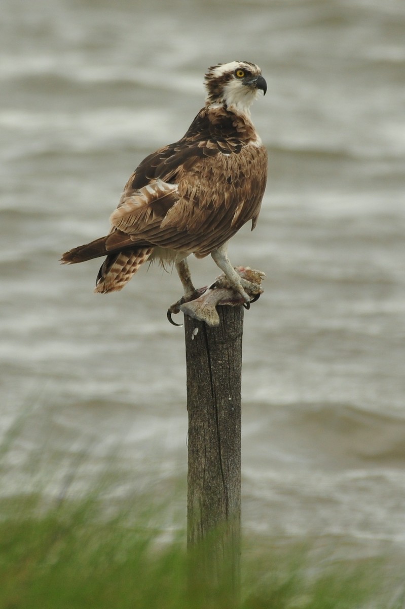 Osprey - Ethan Chaffee