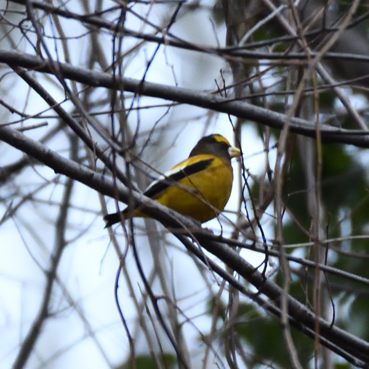 Evening Grosbeak - ML135929241