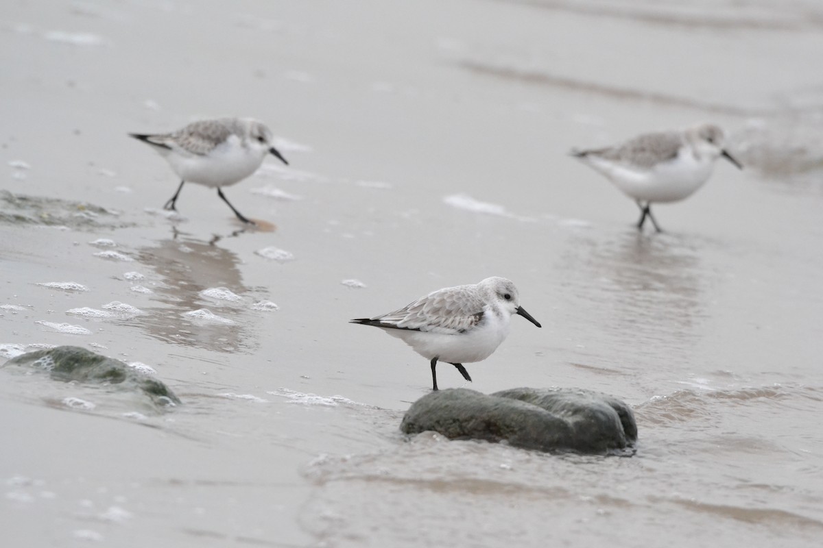 Sanderling - Peter Paul