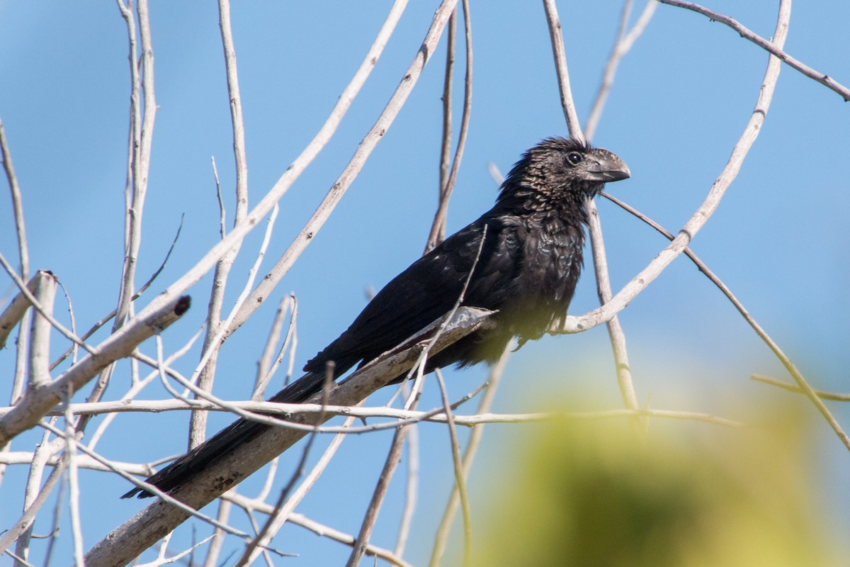 Smooth-billed Ani - ML135929461