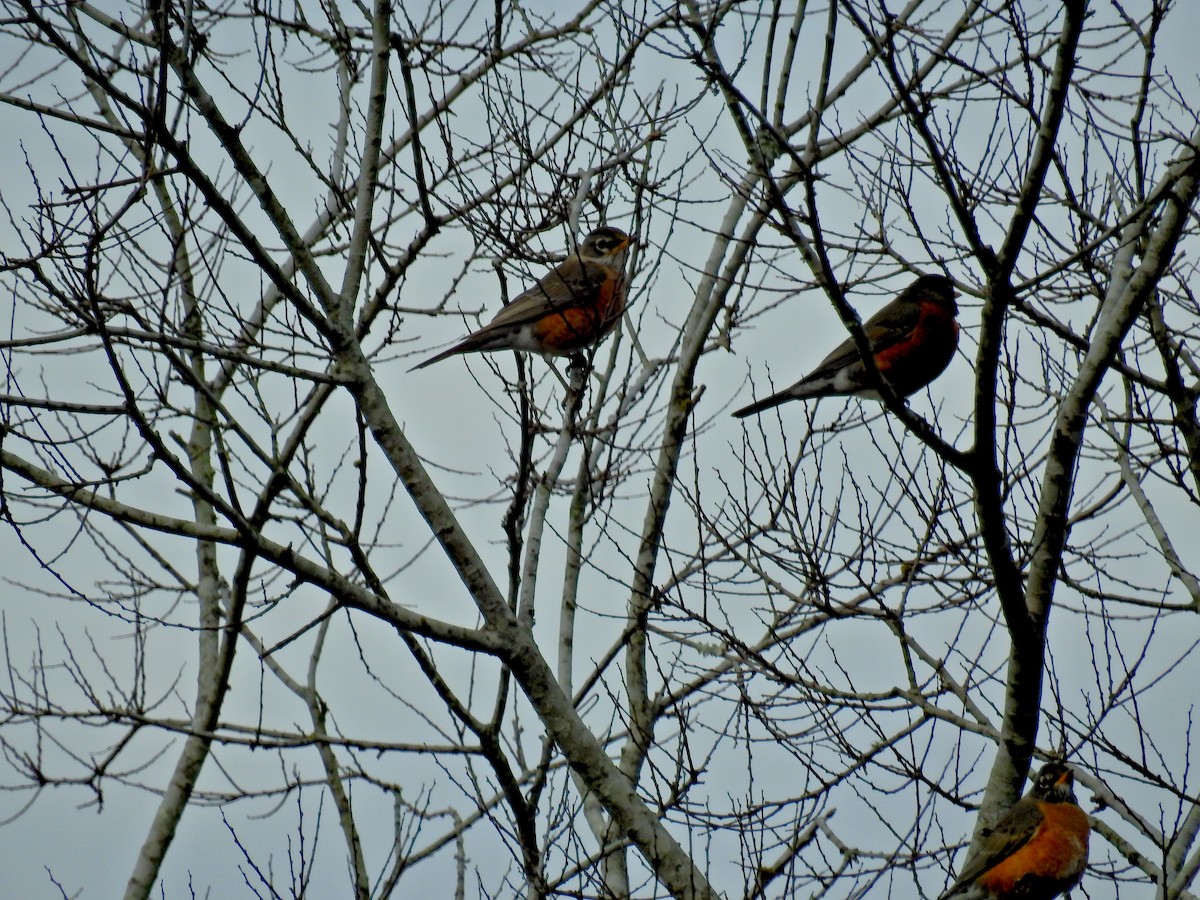 American Robin - ML135929651