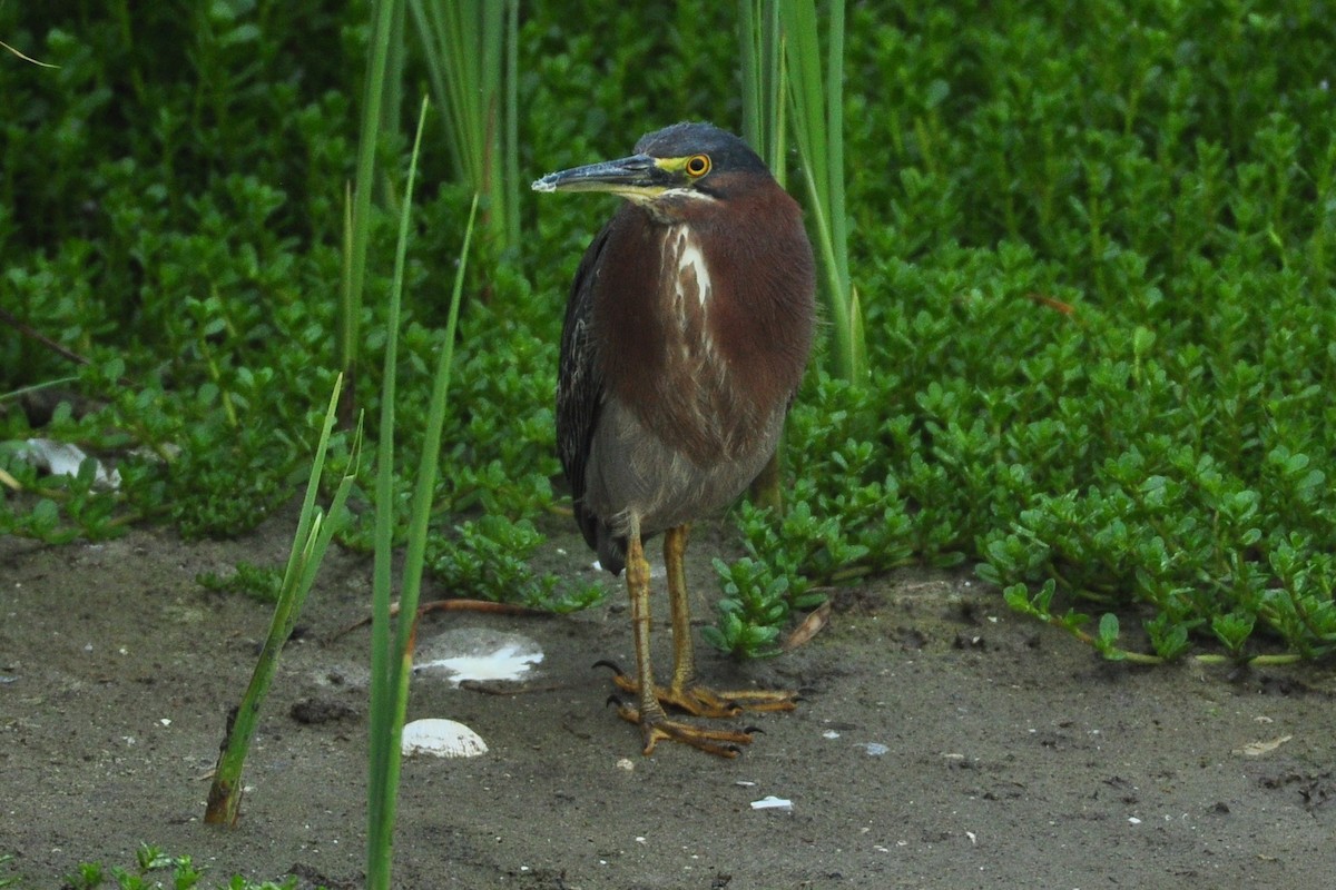 Green Heron - Ethan Chaffee