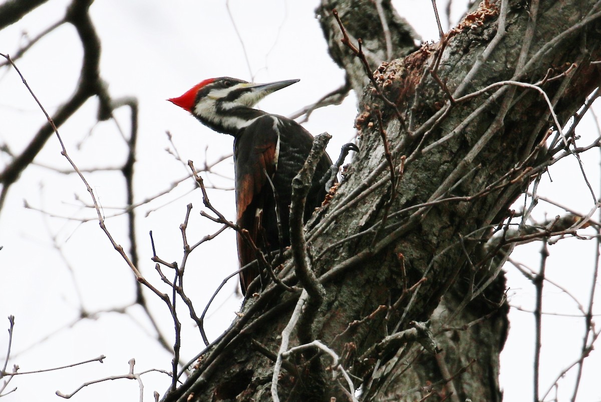 Pileated Woodpecker - ML135930181