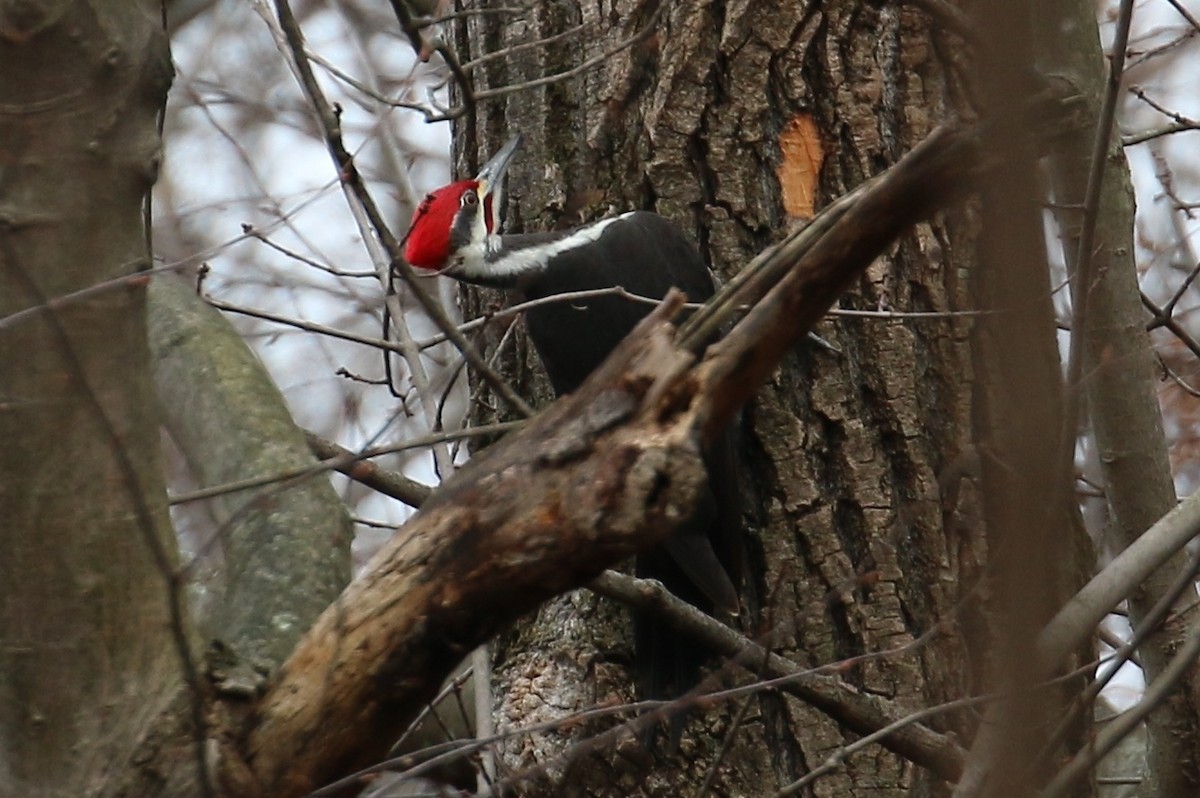 Pileated Woodpecker - ML135930231