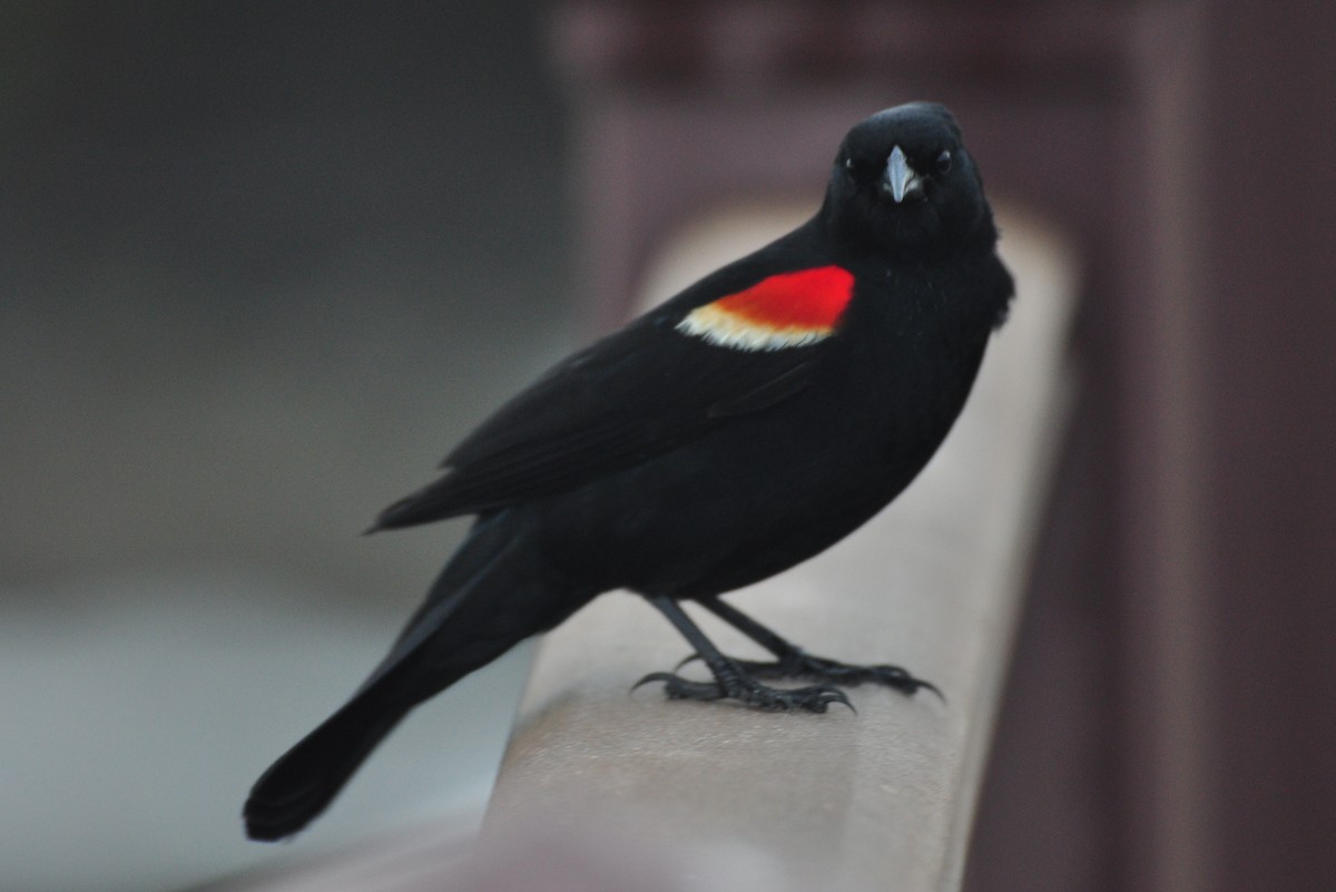 Red-winged Blackbird - Ethan Chaffee