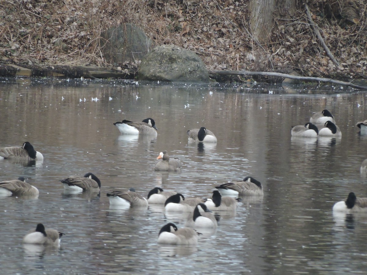 Greater White-fronted Goose - ML135932141