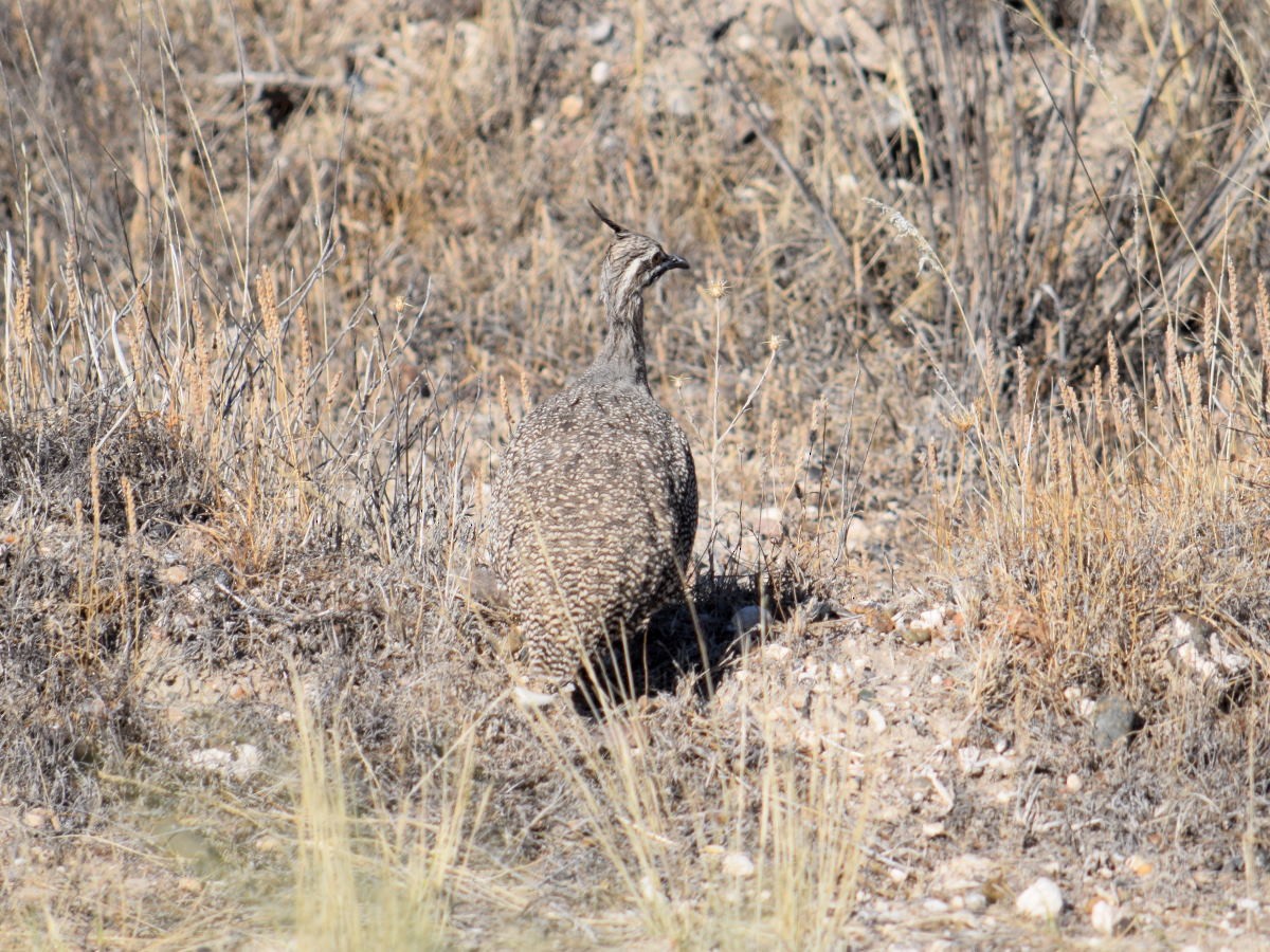 Elegant Crested-Tinamou - Victor Hugo Michelini