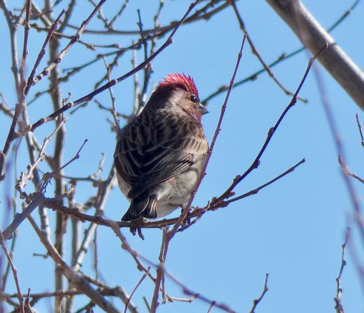 Cassin's Finch - ML135933711