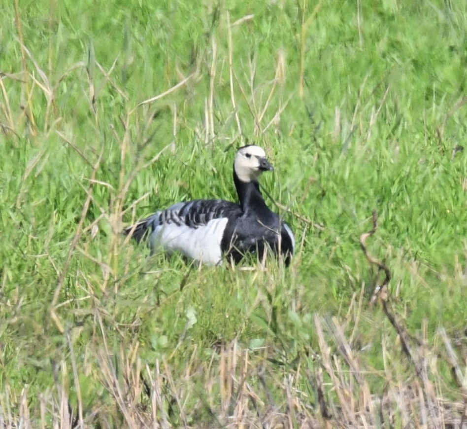 Barnacle Goose - ML135935681