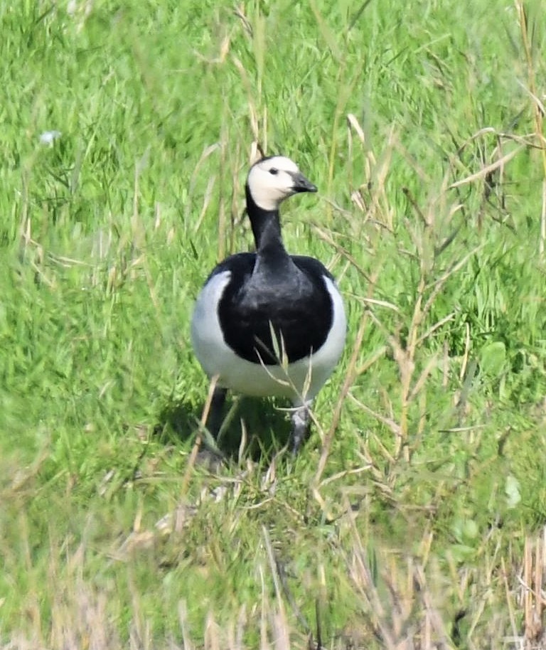 Barnacle Goose - ML135935701