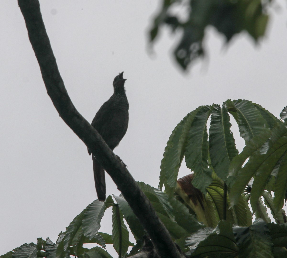 Speckled Chachalaca - Daniel S.