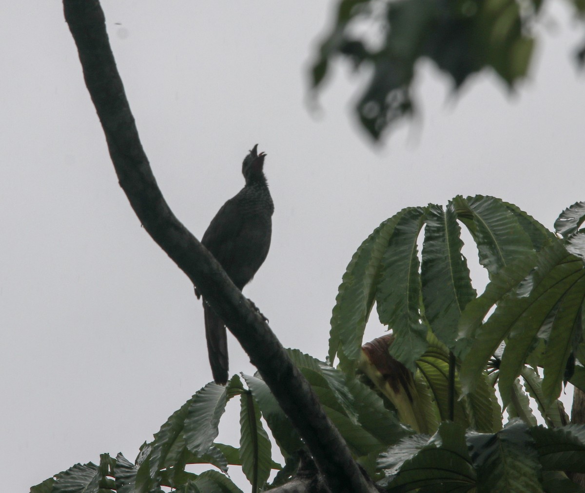 Speckled Chachalaca - ML135935771