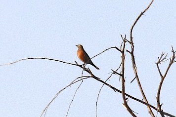 American Robin - ML135935841