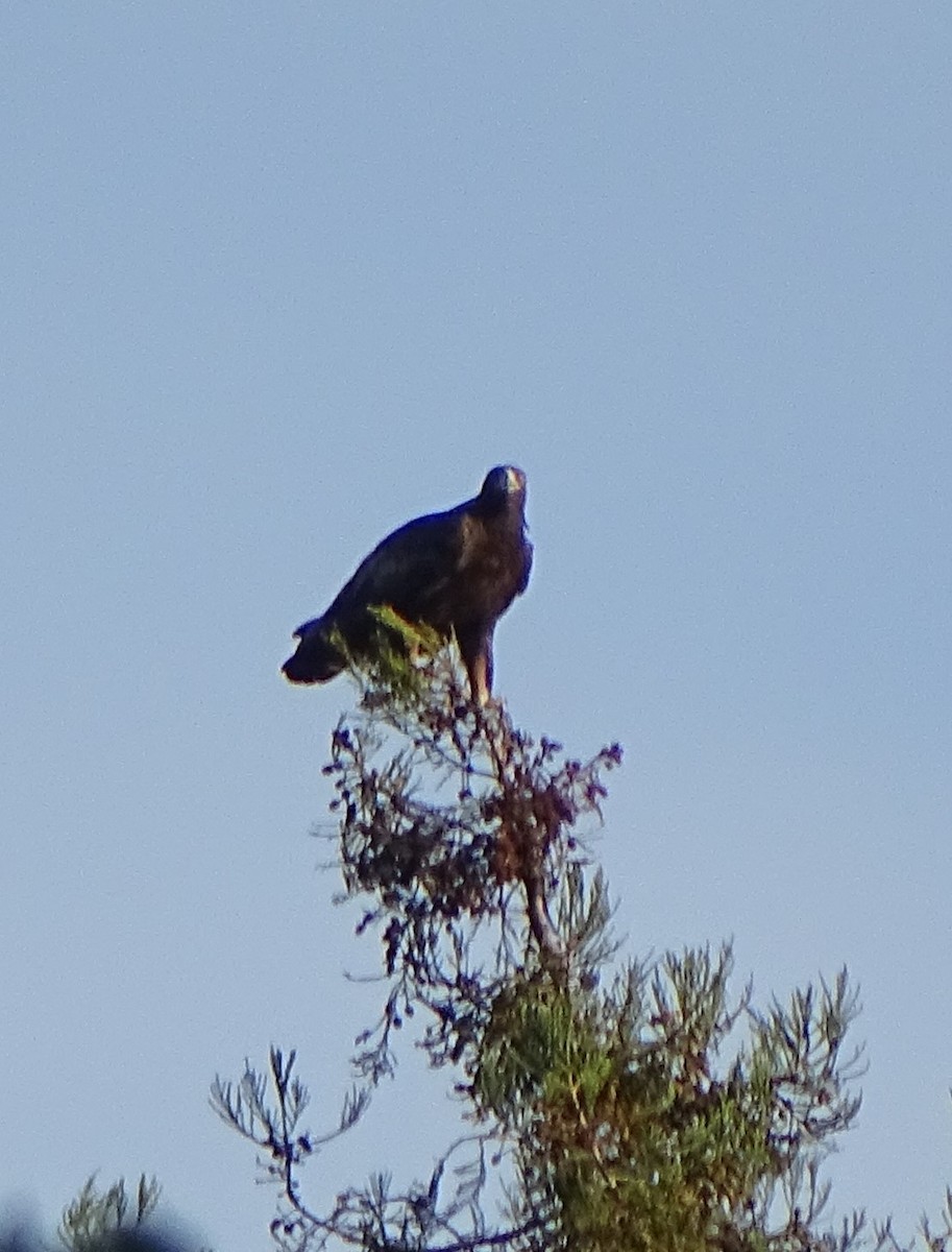 Golden Eagle - ML135936431