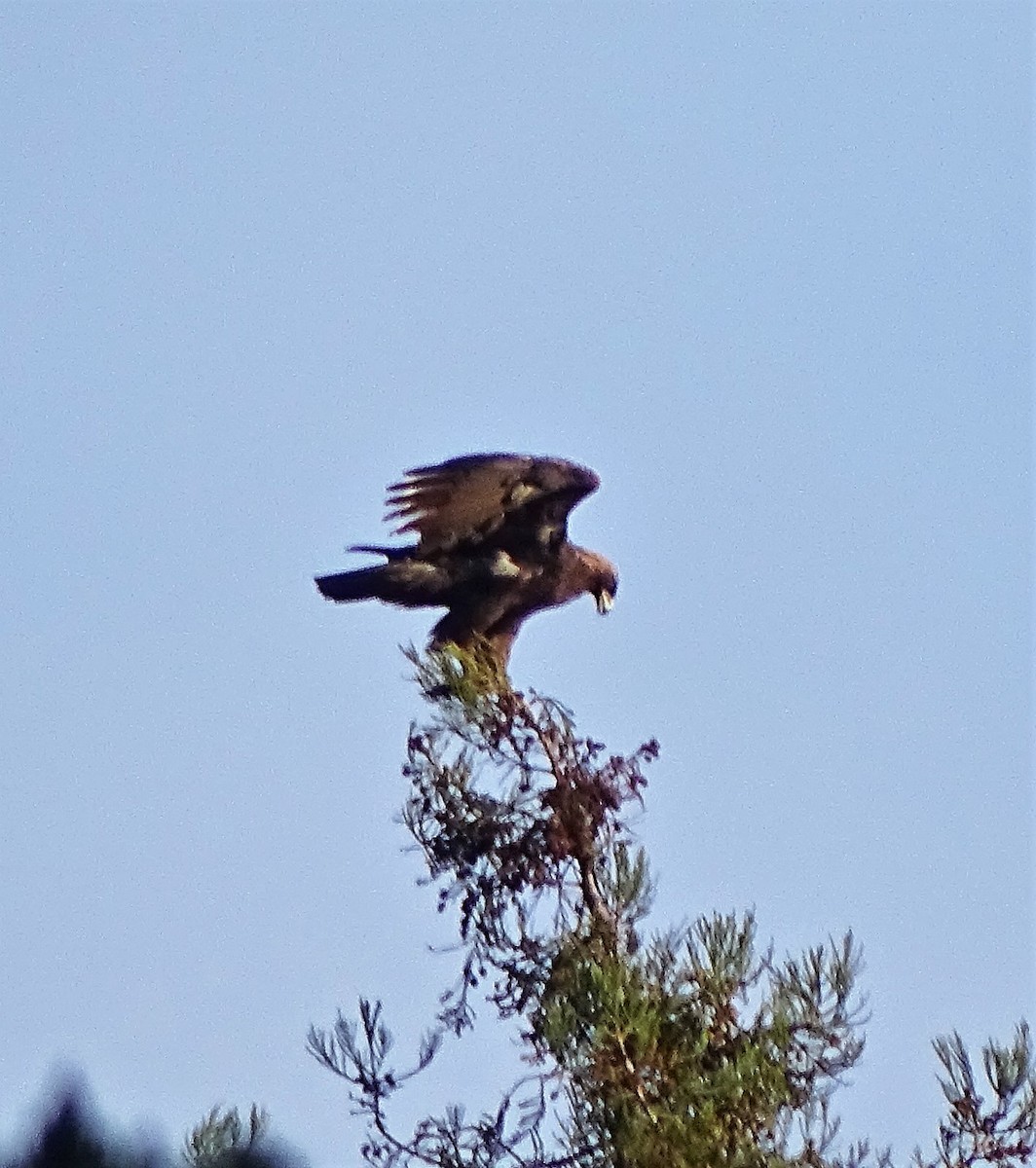 Águila Real - ML135936451