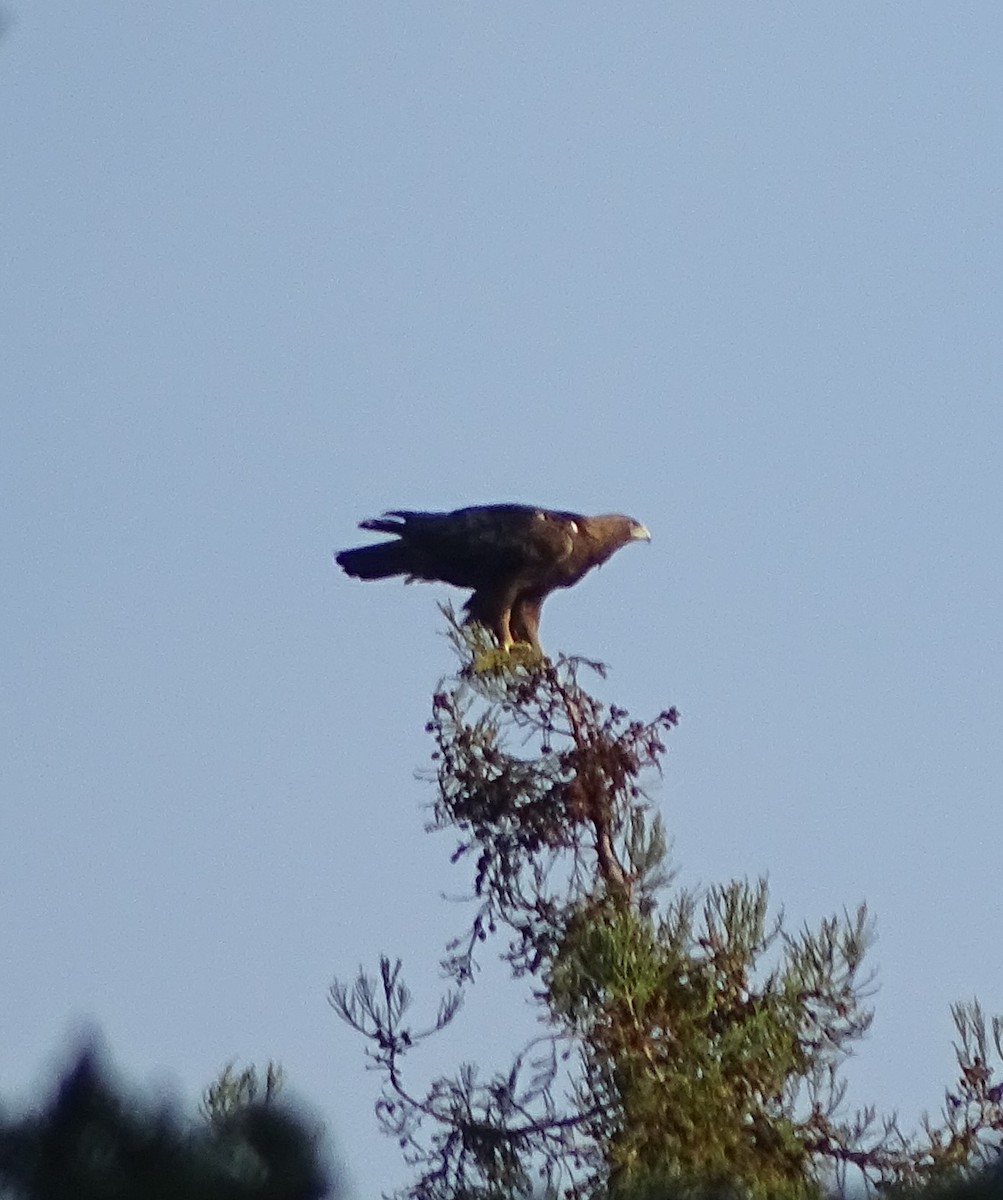 Golden Eagle - ML135936461