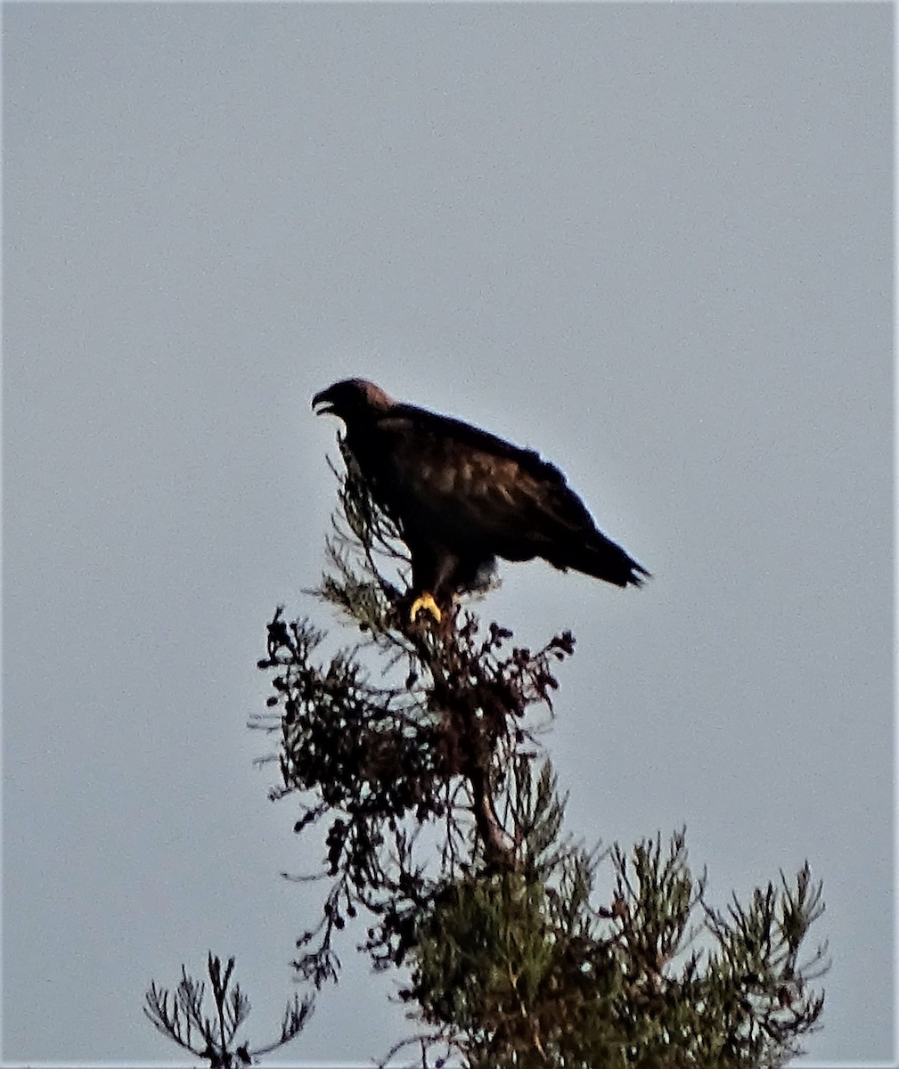 Golden Eagle - ML135936491