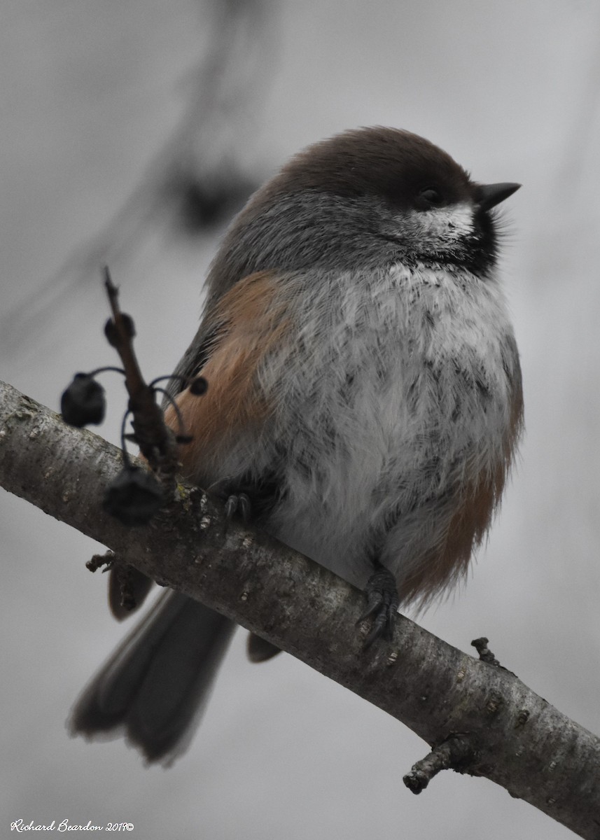 Mésange à tête brune - ML135938101