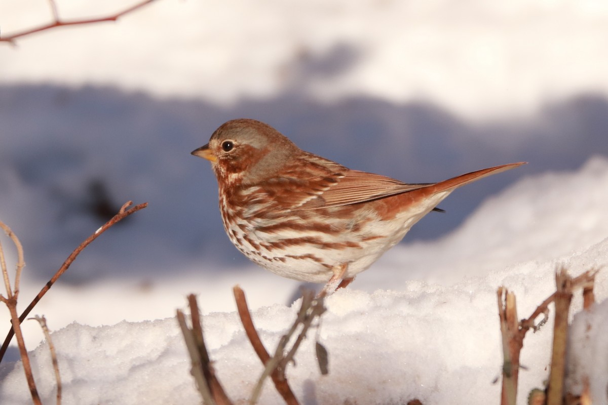 Fox Sparrow (Red) - Bez Bezuidenhout